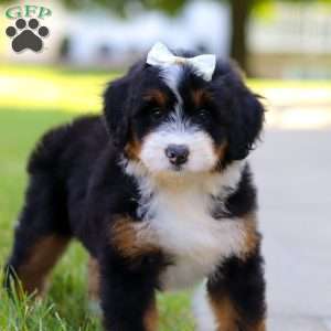 Indy, Mini Bernedoodle Puppy